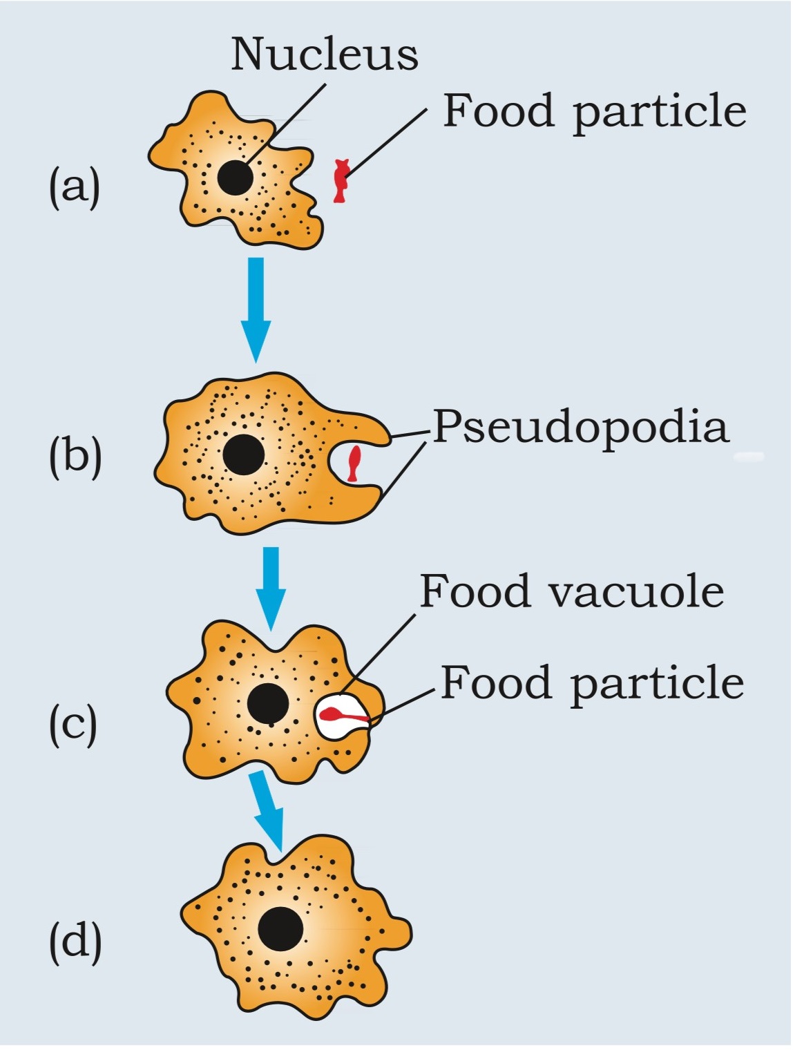 Nutrition in Amoeba