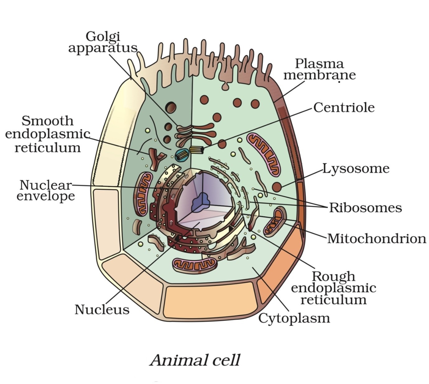 golgy apparatus