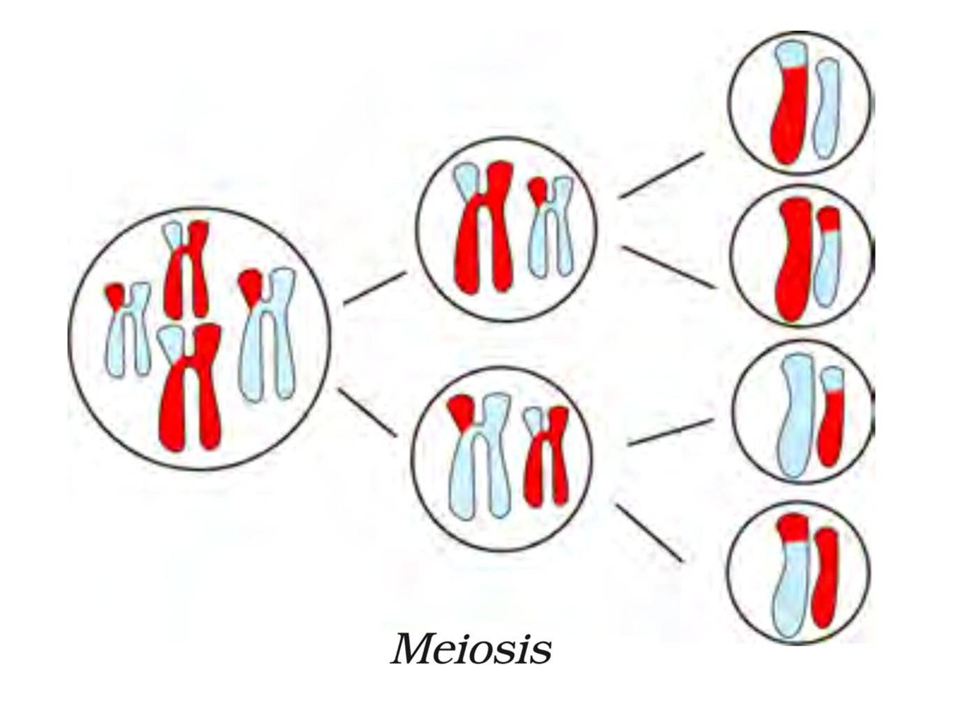 meiosis