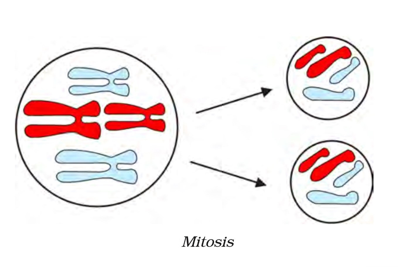 mitosis