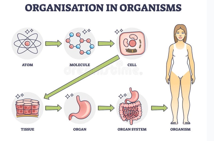 organisation in organism
