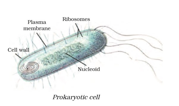 prokaryotic cell