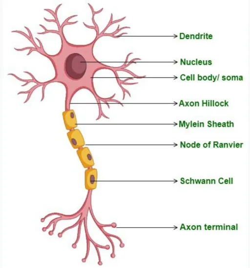Structure of a neuron