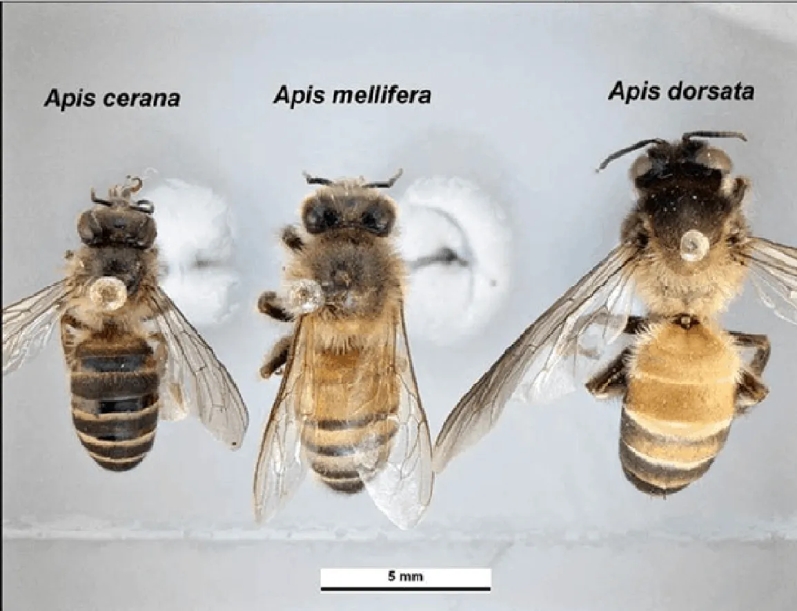 Asian Bees