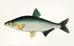 Hilsa
