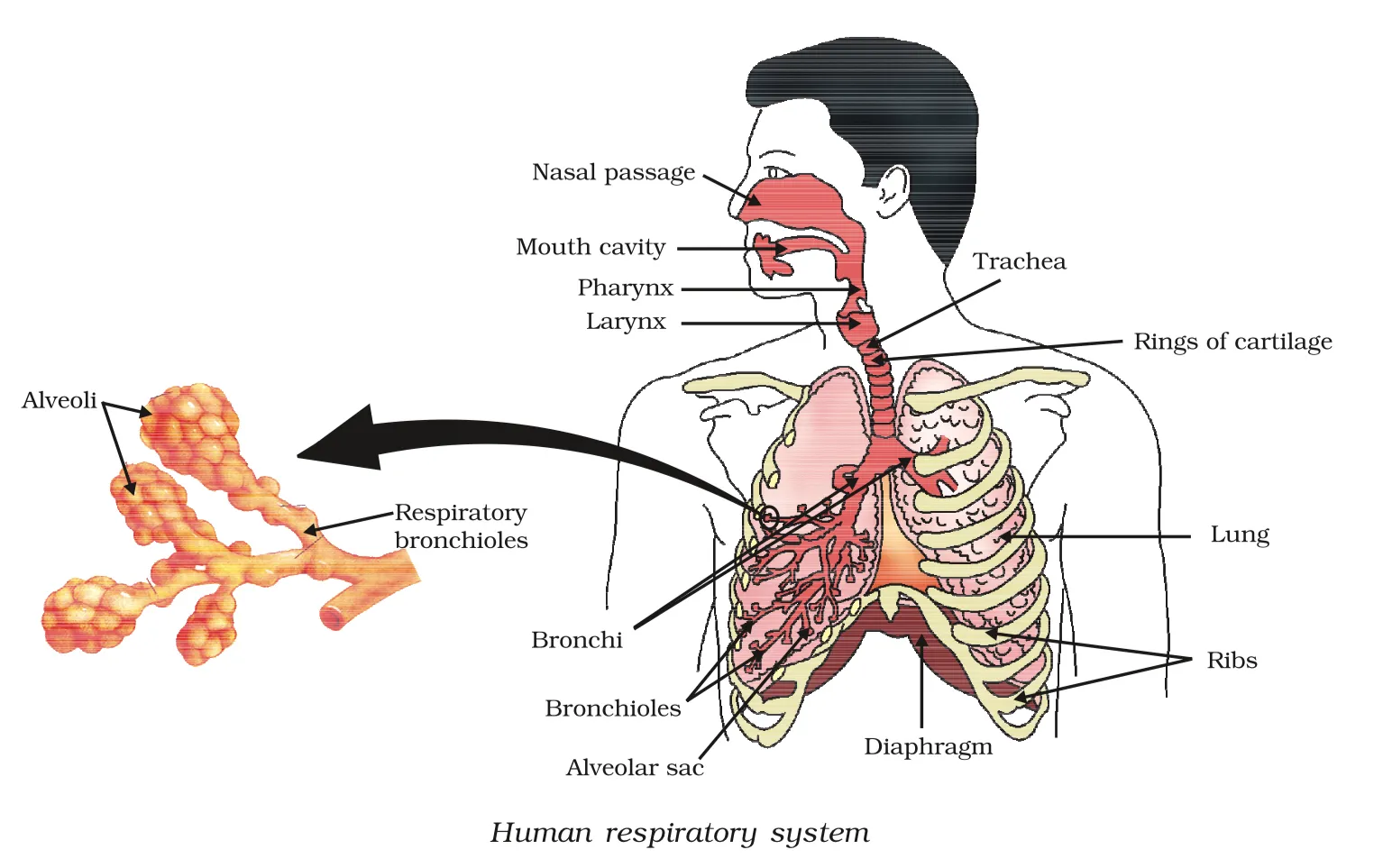 Human respiratory system diagram