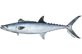 Mackerel