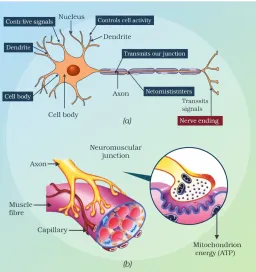 Neuron