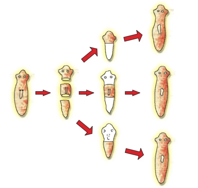 Regenration in Planaria