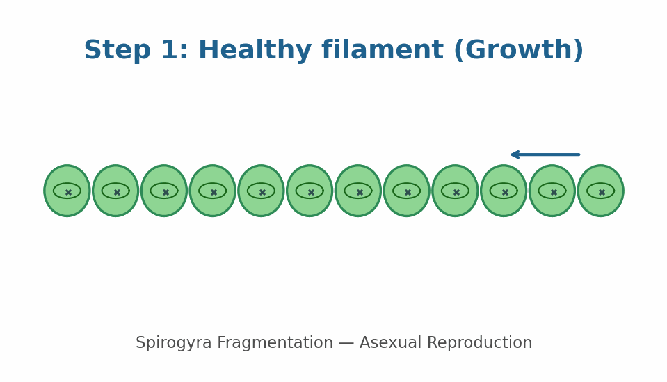 Fission in Amoeba Animation