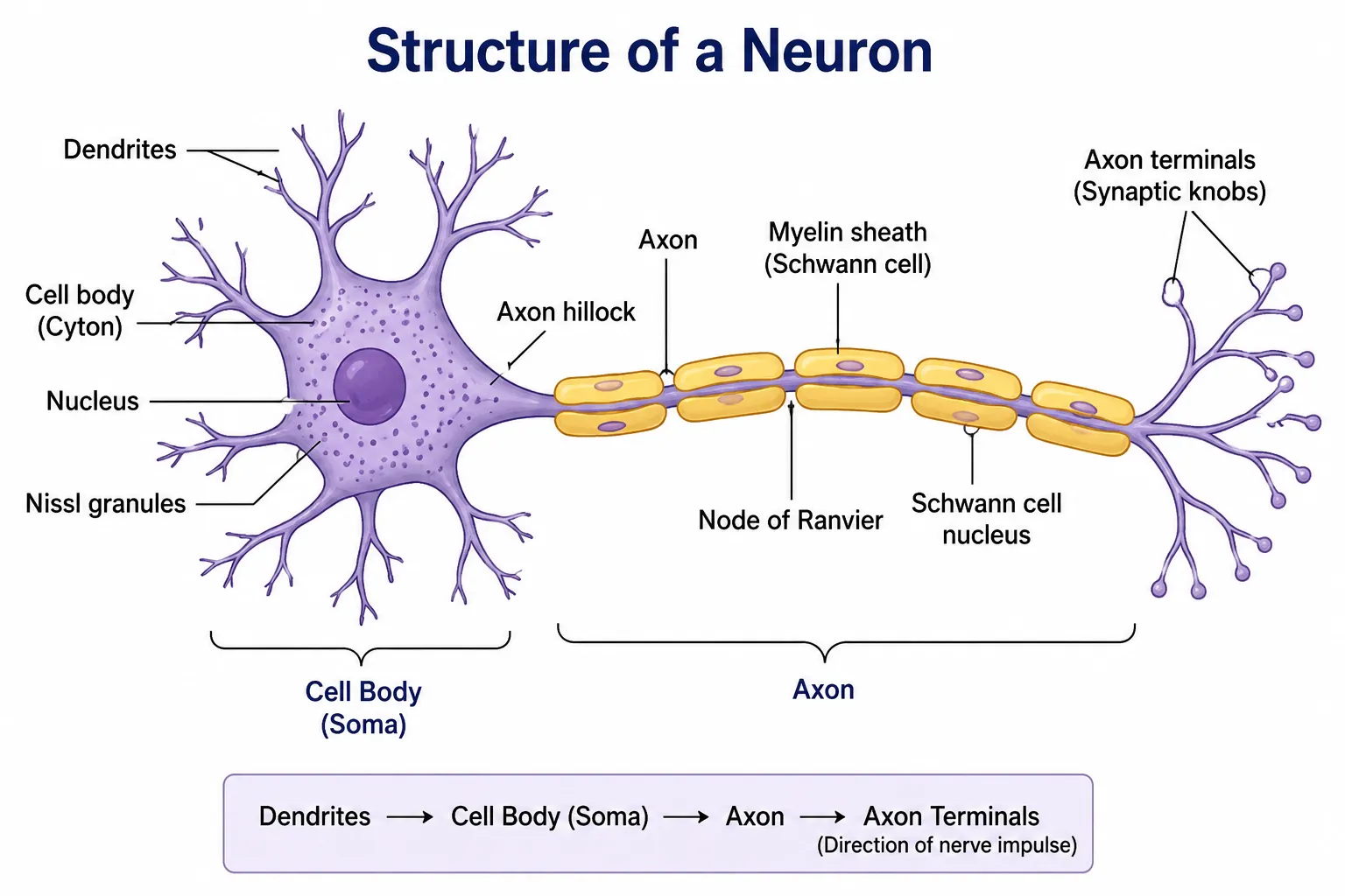 Structure of Neuron