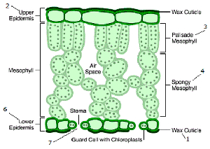 cross section of a leaf
