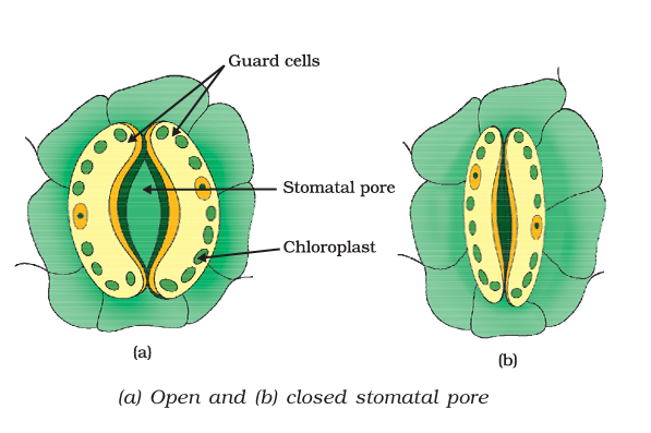 stomata